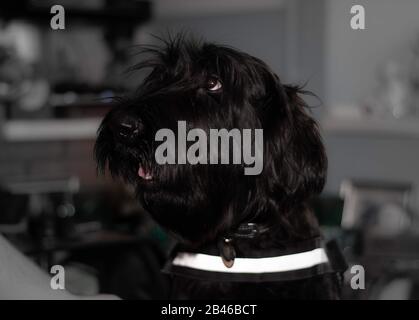 Schnauzer gigante a casa Foto Stock