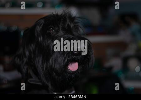 Schnauzer gigante a casa Foto Stock