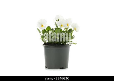 Pansies bianco in vaso di fiori isolato su sfondo bianco Foto Stock