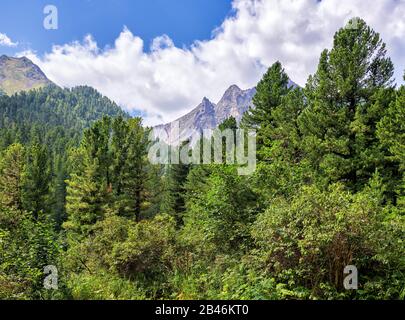 Verde montagna taiga. Alberi di pino siberiano Centennial e piccoli arbusti sul bordo della foresta. Parco Nazionale Tunkinsky. Buryatia. Russia Foto Stock
