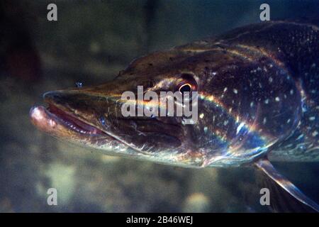 Primo piano di un luccio su sfondo nero in acqua dolce con riflessi del sole sulla testa Foto Stock