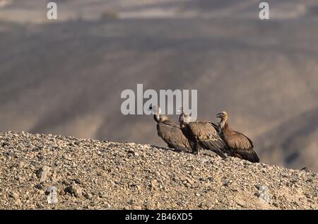 Griffon Vulture in piedi a terra nel deserto di Negev (Gips fulvus) Foto Stock