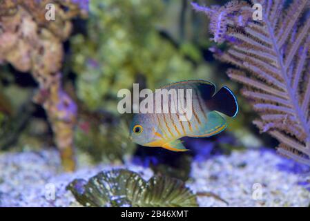 Angelfish di Eibli, Centropyge Eibli, nuotando in un acquario della barriera corallina Foto Stock