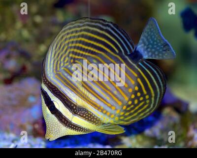 Desjardini Sailfin Tang, Zebrasoma desjardini, conosciuto anche come l'Oceano Indiano Sailfin, Desjardin's Sailfin, o Red Sea Sailfin Tang Foto Stock