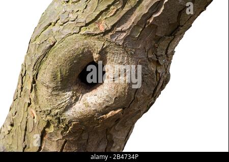 Cicatrice di potatura che offre cavità di nidificazione in faggio europeo / tronco comune di faggio (Fagus sylvatica) su sfondo bianco Foto Stock