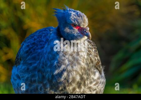 Crested Screamer a Slimbridge Foto Stock