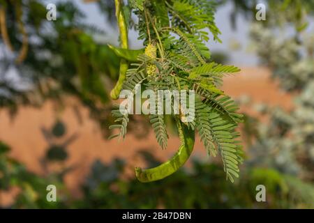 Albero verde Ghaf (prosopis cineraria) piselli al sole nella sabbia del deserto degli Emirati Arabi Uniti (UAE) con cielo blu e sabbia sullo sfondo. Foto Stock