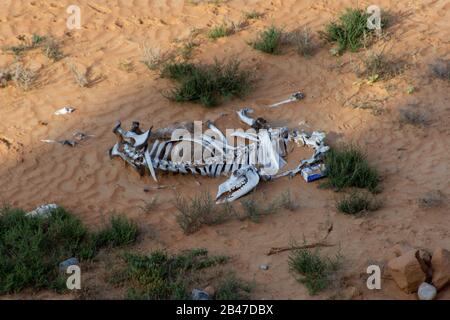 Uno scheletro di cammello bianco nell'ombra delle ossa nella sabbia del deserto negli Emirati Arabi Uniti. Deserto, concetti di morte. Foto Stock
