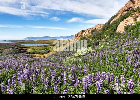 Europa, Islanda, fiordo di Berufjordur, campo di lupino artico in montagna, area vulcanica Foto Stock