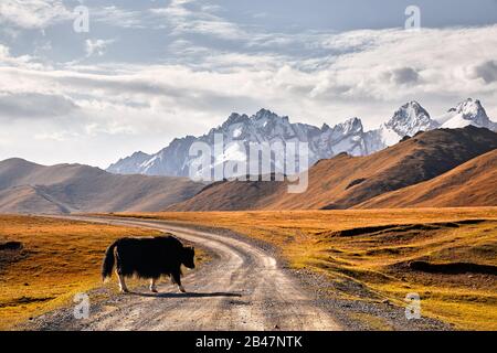 Yak nero attraversando la strada nella valle di montagna del Kirghizistan, in Asia centrale Foto Stock