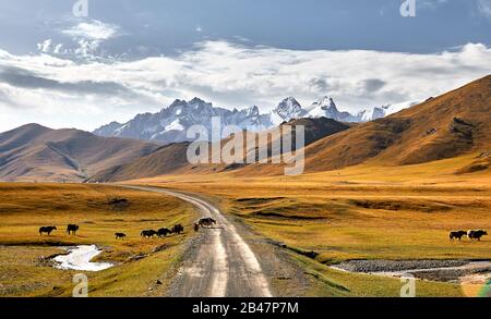 Mandria di Yak che attraversa la strada nella valle montana del Kirghizistan, Asia centrale Foto Stock