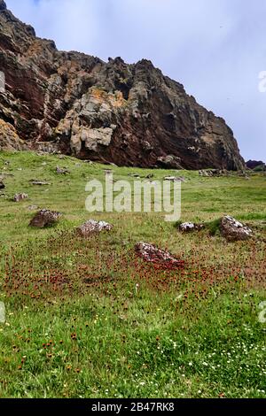 Europa, Islanda, nell'arcipelago di Vestmann, l'isola di Heimaey, Heimaey è l'isola più grande dell'arcipelago di Vestmannaeyjar, nel gennaio 1973 il flusso di lava dal vicino vulcano Eldfell distrusse metà della città e minacciò di chiudere il suo porto Foto Stock