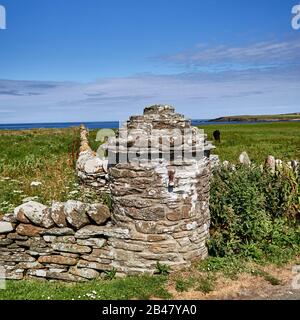 Regno Unito, Scozia, Orkney Islands è un arcipelago delle Isole del Nord della Scozia, Oceano Atlantico, scena rurale e mucca che pascola nel campo a Orkney Islands , recinzione di pietra a secco Foto Stock