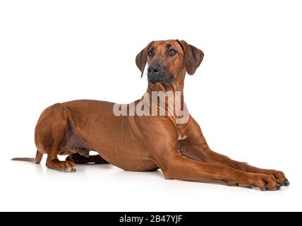 Ridgeback rhodesiano davanti a uno sfondo bianco Foto Stock