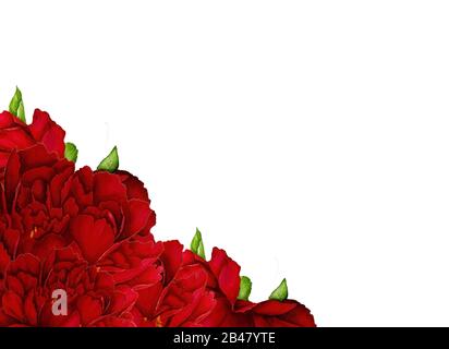 .63 / 10000.АНГЛИЙСКИЙ.Перевести вGoogleBing.Cornice di peonie rosso scuro disegnato a mano su sfondo bianco Foto Stock