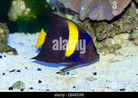 L'Angelfish di Asfur, Pomacanthus, è inoltre denominato il Angelfish arabo, il Angelfish di Crescent o l'Angelfish Di Half-Moon. Giovani con colori per adulti Foto Stock