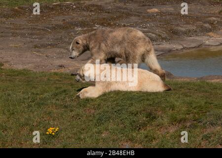 Nødager, Danimarca - 22 aprile 2019: Un grande e bel orso polare si trova vicino a un buco d'acqua e si rilassa. Foto Stock