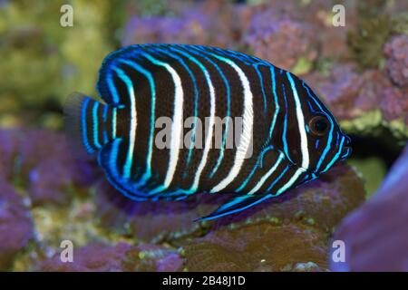 Il mare azzurro Angelfish, Pomacanthus xanthometopon, in colori giovanili Foto Stock