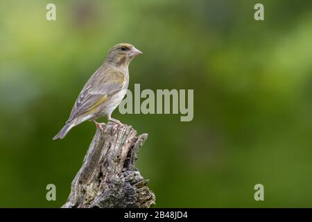 Verde Giovanile (Carduelis Cloris) Foto Stock