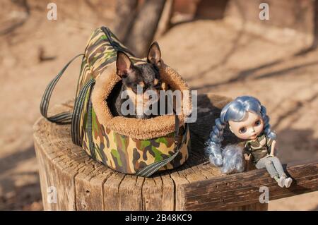 Cane Chihuahua. Bambola. Il cane è nella borsa per i cani. Chihuahua e una bambola con capelli blu sulla strada su un moncone. Chihuahua in una borsa per vivere qualcosa Foto Stock