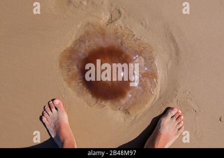 Un uomo che si trova di fronte a un enorme gelatina di pesce marrone con frangia trasparente bloccata sulla spiaggia di Coolum in Australia Foto Stock