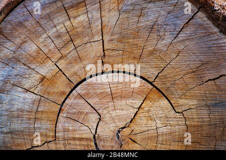 Sezione di legno di albero tritato con anelli di albero che mostra l'età dell'albero Foto Stock