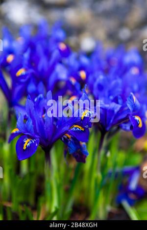 Gruppo di fiori nani Iris reticolata piantati su un giardino di roccia Foto Stock