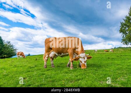 Mucche su un prato di montagna, Pieniny, Polonia Foto Stock