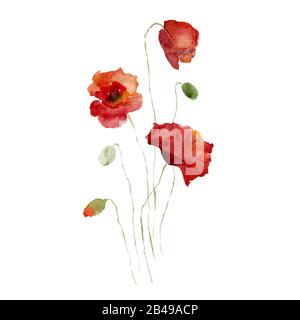Papaveri rossi fiore con un rametto di germoglio, disegnato da acquerello. Design minimalista. Decorazioni per le pareti. Invito, biglietto d'auguri, poster o altro design Foto Stock