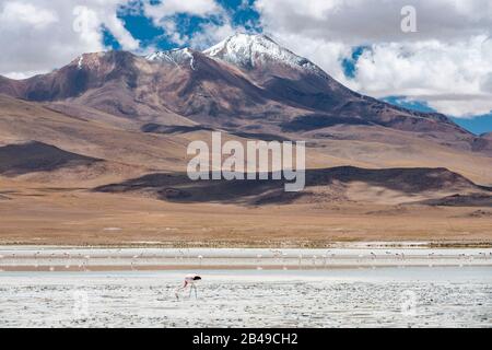 Laguna Hedionda nell'altiplano andino della Bolivia meridionale. Foto Stock