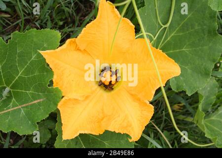 Fiore femminile di zucca butternut. Api impollinare Foto Stock