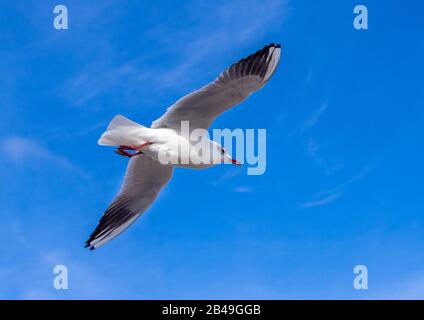 Un singolo Seagull volare nel cielo con uno sfondo blu. Foto Stock