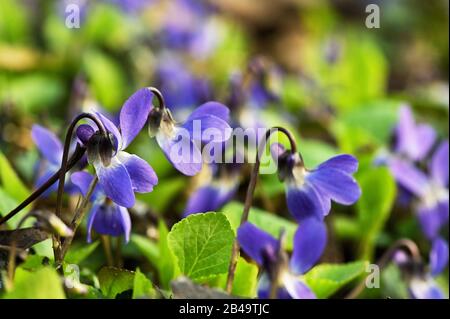 Violetti (Viola Odorata) In Una Foresta Di Primavera Foto Stock