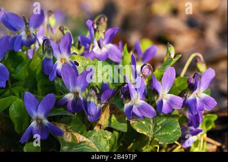 Violetti (Viola Odorata) In Una Foresta Di Primavera Foto Stock