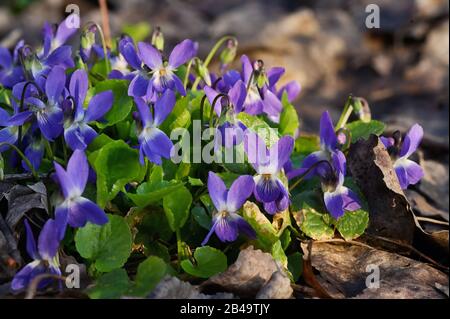 Violetti (Viola Odorata) In Una Foresta Di Primavera Foto Stock