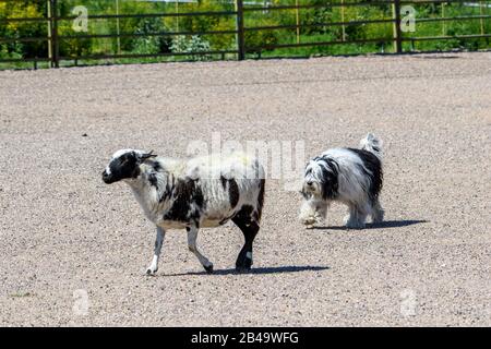 Cane da pecora polacco lowland a un processo di allevamento che arrotondano le pecore stock Foto Stock