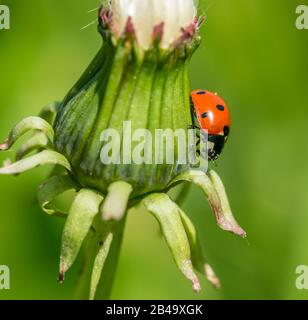 ladybug sul lato di dandelion chiuso, selvaggio Foto Stock
