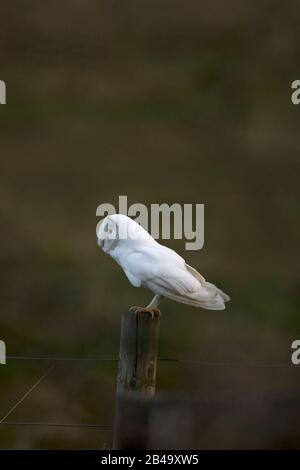 White Barn Owl (Tyto alba) leucistic Brown ino NWT Cley Marsh Norfolk UK Foto Stock