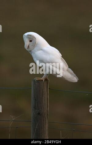 White Barn Owl (Tyto alba) leucistic Brown ino NWT Cley Marsh Norfolk UK Foto Stock