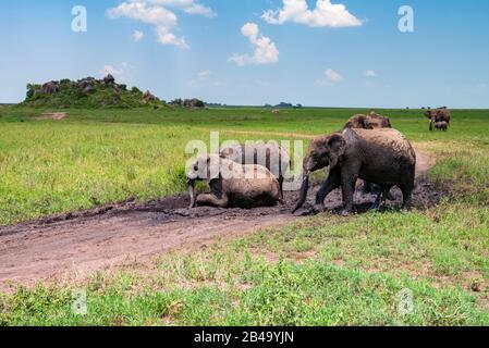 Elefanti africani o Loxodonta ciclotis divertirsi nel fango nella savana Foto Stock