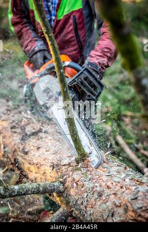 lumberjack albero da taglio, abbaio infestamento di barbabietole Foto Stock