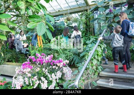 Orchidee nella Princess of Wales Conservatory, Royal Botanic Gardens, Kew, Londra, Inghilterra, REGNO UNITO Foto Stock