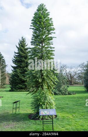 Wollemi Pine Tree, a rischio critico, presso i Royal Botanic Gardens, Kew, Londra, Inghilterra, Regno Unito Foto Stock