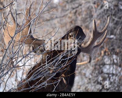 Una bull moose foraggi durante l inverno al Seedskadee National Wildlife Refugee in Sweetwater County, Wyoming. Foto Stock