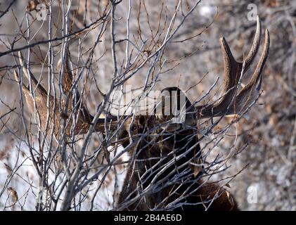 Una bull moose foraggi durante l inverno al Seedskadee National Wildlife Refugee in Sweetwater County, Wyoming. Foto Stock