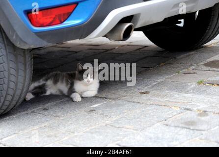 Un gatto Randagio che giace in un'ombra di auto. Foto Stock
