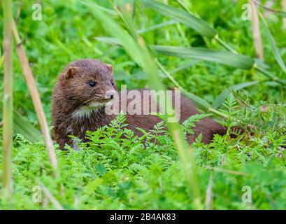 Un adulto americano Mick (Neovison vison) caccia nel suo habitat naturale. Port Arthur, Texas, Stati Uniti. Foto Stock