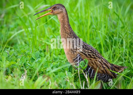 Una King Rail (Rallus elegans) che chiama nel suo habitat naturale di paludi costiere. Beaumont, Texas, Stati Uniti. Foto Stock