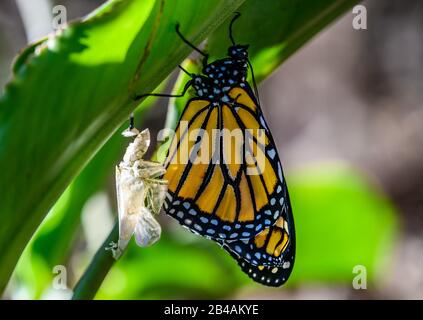 Monarch Butterfly (Danaus plexippus) appena uscito da Chrysalis. Houston, Texas, Stati Uniti. Foto Stock