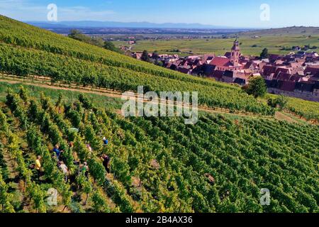 Francia, Alto Reno, la strada del vino Alsazia, Riquewihr, labelized i Villaggi Più Belli di Francia, e la raccolta nei suoi vigneti (vista aerea) Foto Stock